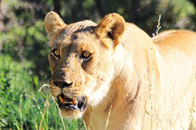 Close encounter with a pride of lions