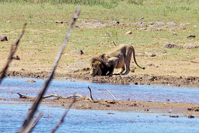 The king of the jungle having a drink