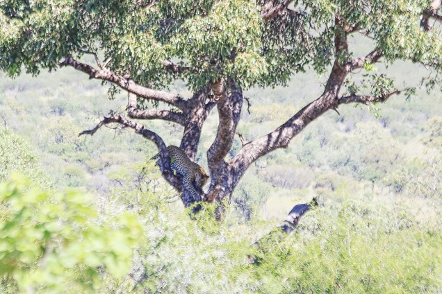 Finally got to see a leopard!! 