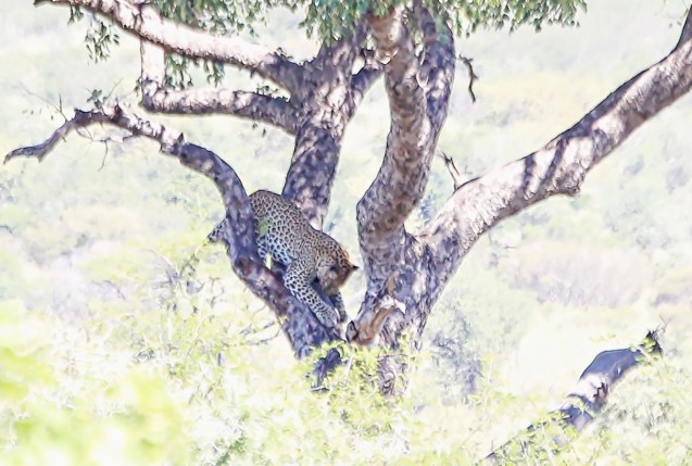 Hard to photograph in a tree