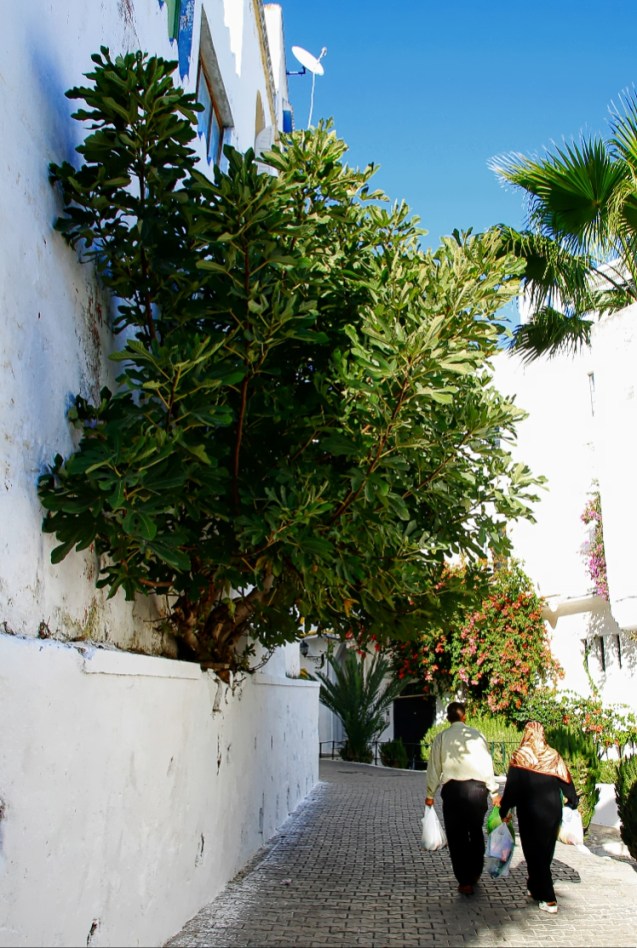 A fig tree growing out of a wall
