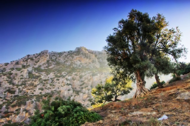 The iconic olive tree. They're everywhere