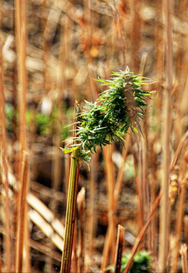 The government keeps trying to get them to grow something else, but nothing is as lucrative as this