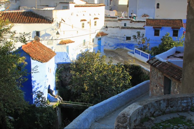 Can you spot the cat?