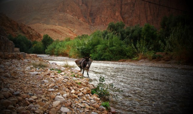 The donkey knows were to go. His owner caught me taking a photo and wanted money.