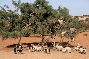 Goat tree