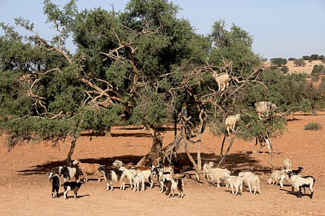 Goat tree