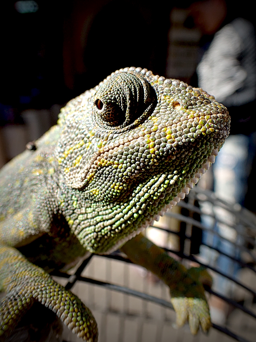 chameleon