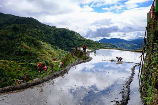 The view point. Cleaning the rice paddy