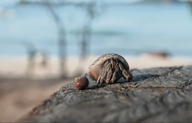 Hermit the crab