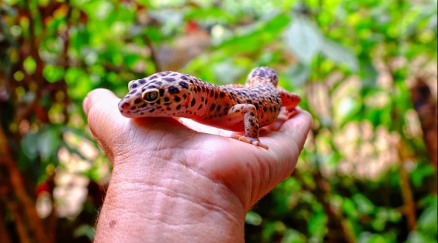 gecko