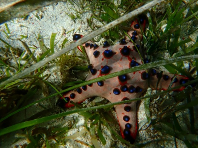 Starfish are different everywhere