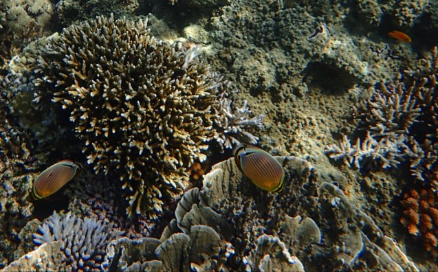 Pretty fish everywhere