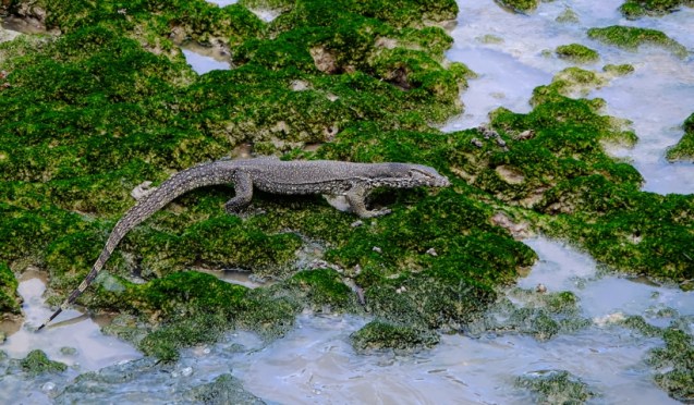 Monitor lizard