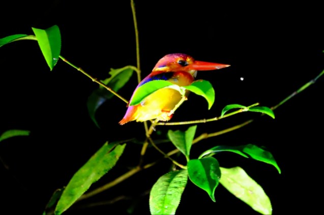 King fisher sleeping