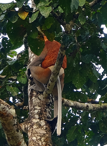 Proboscis monkeys look like they're wearing underwear
