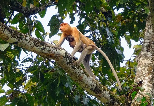 Proboscis monkey