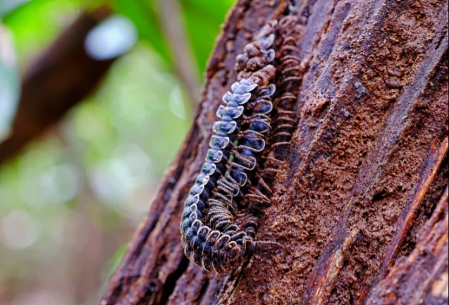 Mating millipedes.