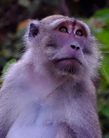 Macaque