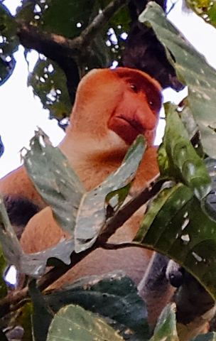 Proboscis monkey