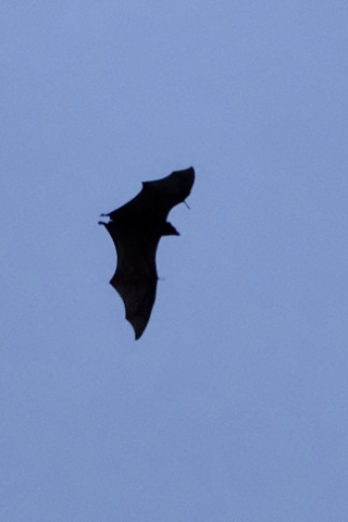 Flying fox