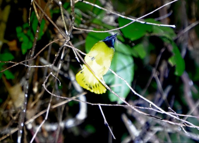 Sleeping fly catcher