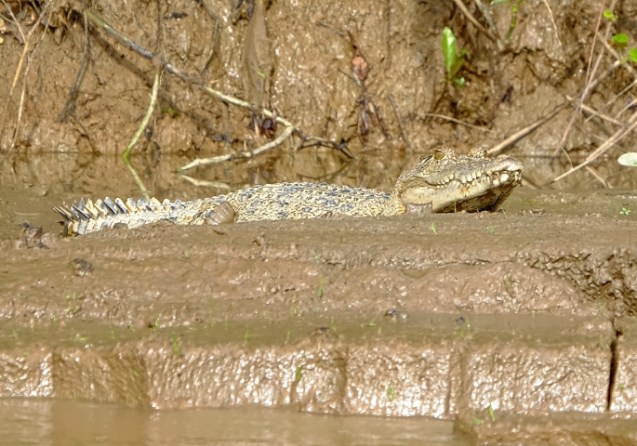 crocodile