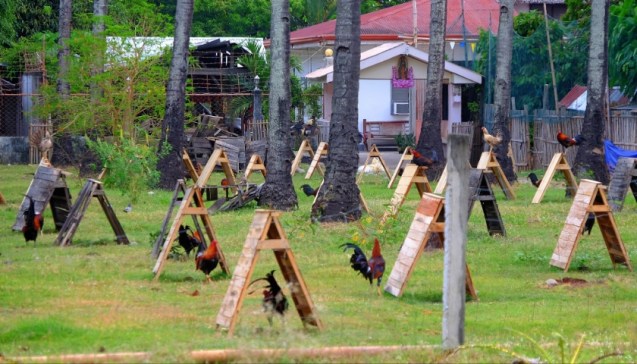 Roosters for cock fighting