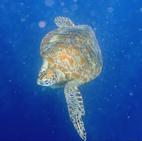 Green turtle Bohol