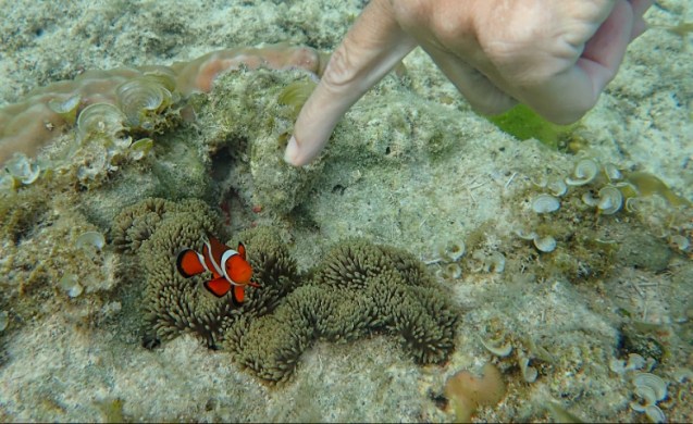 Nemo on Bohol