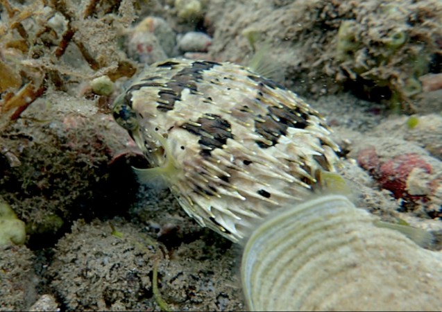 Puffer fish