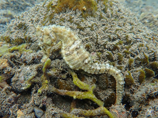 White sea horse