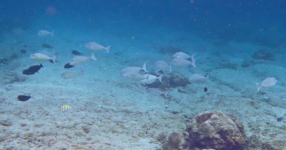 Pulau Weh, Sumatra Snorkeling