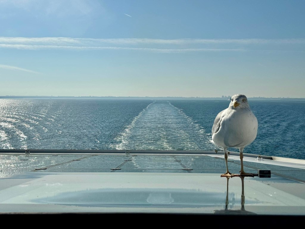 Seagull on the ferry is the co-pilot