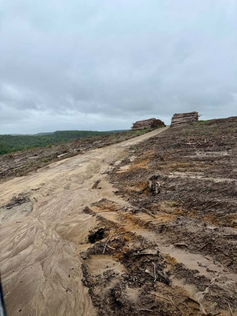 Logging road